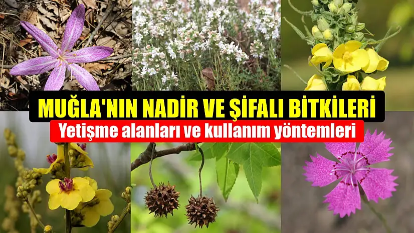 Muğla'nın Nadir ve Şifalı Bitkileri Yetişme Alanları ve Kullanım Yöntemleri