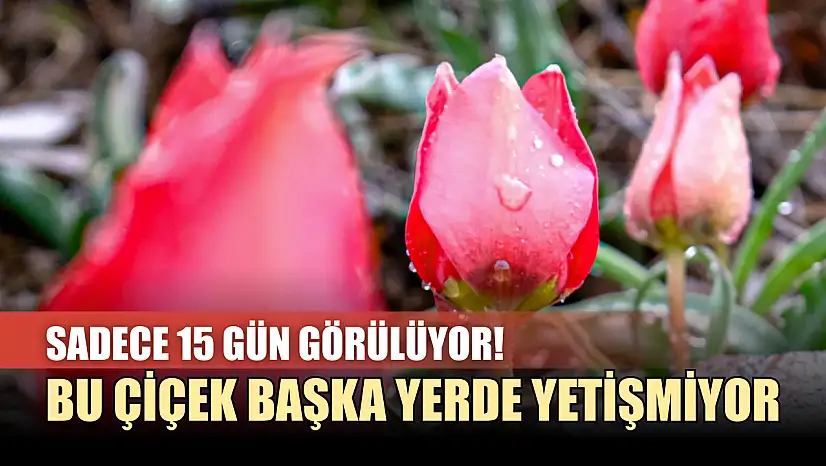 Sadece 15 gün görülüyor! Bu çiçek başka yerde yetişmiyor