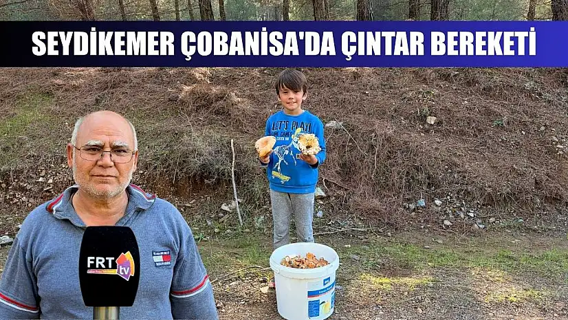 Seydikemer Çobanisa'da Çıntar Bereketi