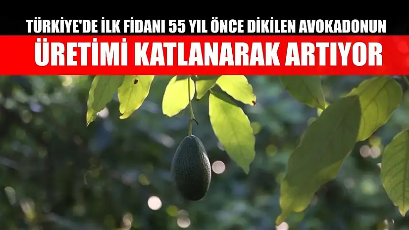 Türkiye'de ilk fidanı 55 yıl önce dikilen avokadonun üretimi katlanarak artıyor