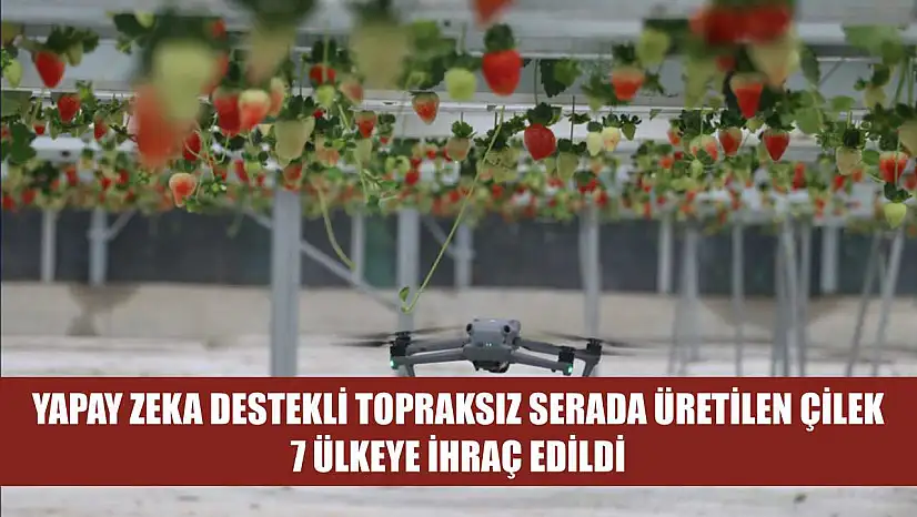 Yapay zeka destekli topraksız serada üretilen çilek 7 ülkeye ihraç edildi
