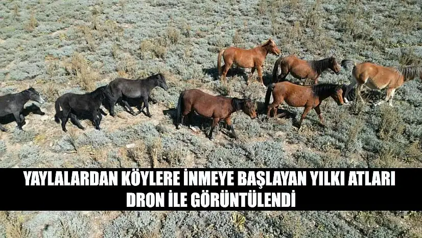 Yaylalardan köylere inmeye başlayan yılkı atları dron ile görüntülendi