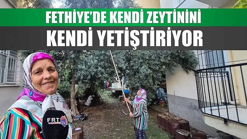 Fethiye'de kendi zeytinini kendi yetiştiriyor