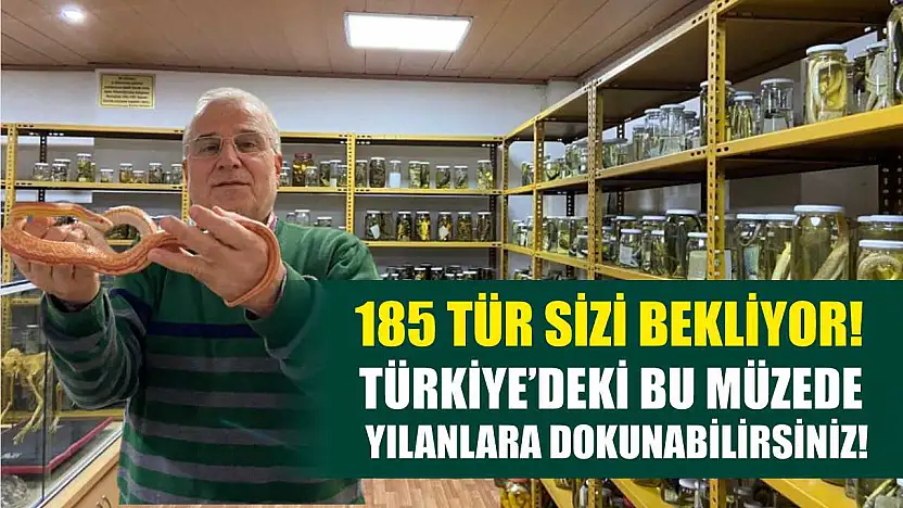 185 tür sizi bekliyor! Türkiye'deki bu müzede yılanlara dokunabilirsiniz!
