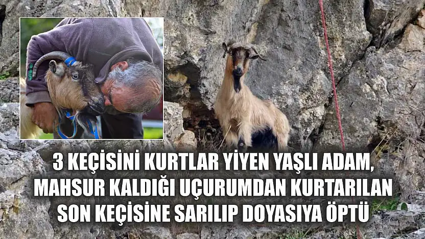 3 keçisini kurtlar yiyen yaşlı adam, mahsur kaldığı uçurumdan kurtarılan son keçisine sarılıp doyasıya öptü