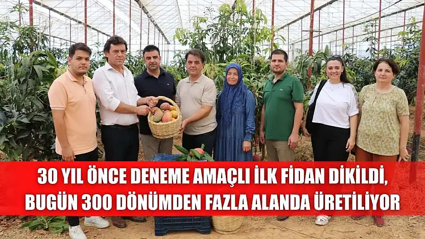 30 yıl önce deneme amaçlı ilk fidan dikildi, bugün 300 dönümden fazla alanda üretiliyor