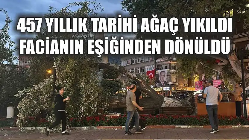 457 yıllık tarihi ağaç yıkıldı, facianın eşiğinden dönüldü