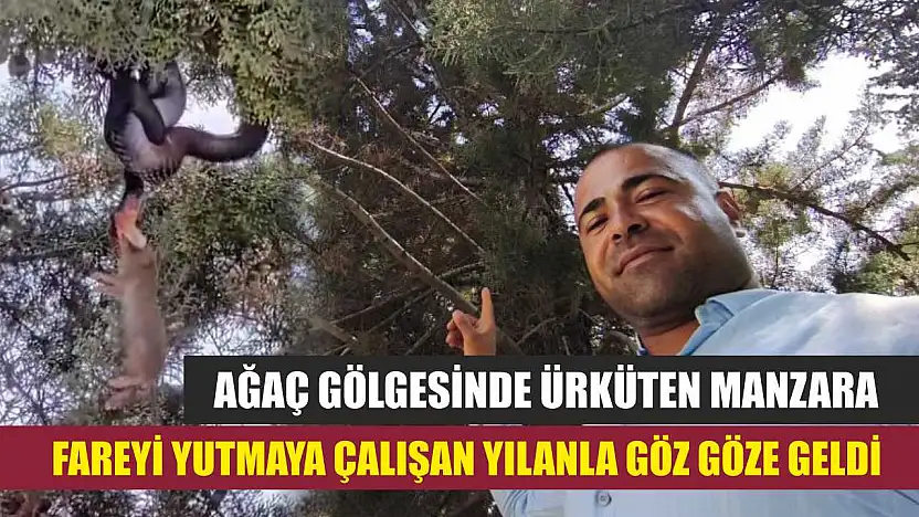 Ağaç gölgesinde ürküten manzara, fareyi yutmaya çalışan yılanla göz göze geldi