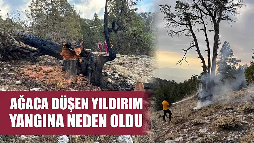 Ağaca düşen yıldırım yangına neden oldu