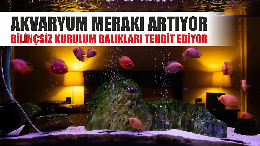 Akvaryum merakı artıyor, bilinçsiz kurulum balıkları tehdit ediyor