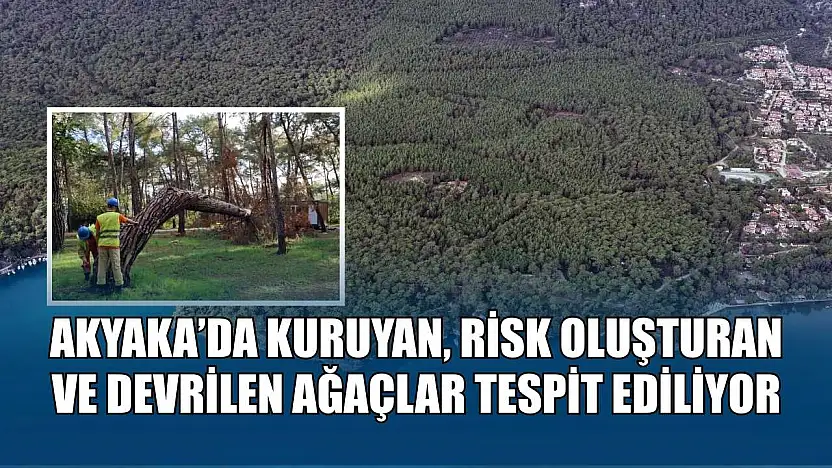Akyaka'da kuruyan, risk oluşturan ve devrilen ağaçlar tespit ediliyor