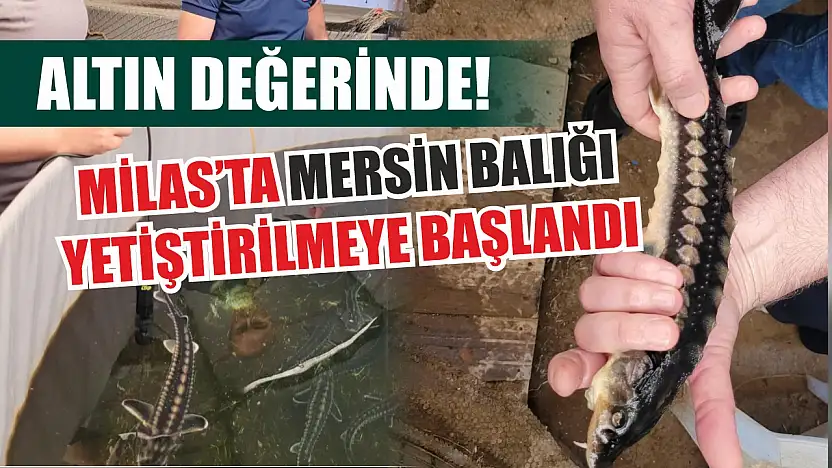 Altın değerinde! Milas'ta Mersin Balığı yetiştirilmeye başlandı