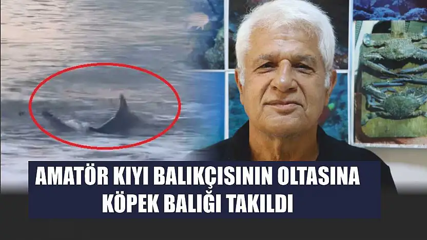 Amatör kıyı balıkçısının oltasına köpek balığı takıldı