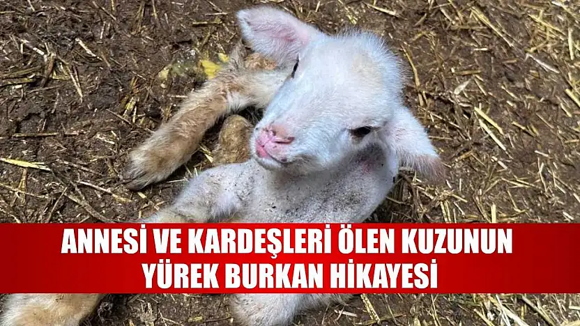 Annesi ve kardeşleri ölen kuzunun yürek burkan hikayesi
