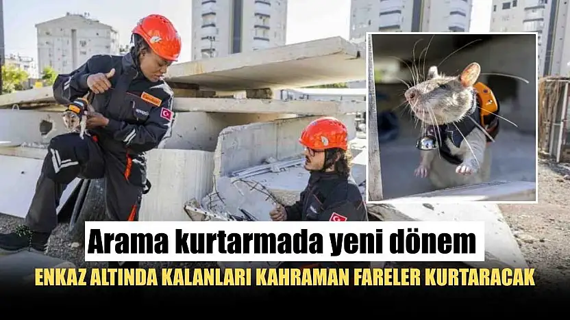 Arama kurtarmada yeni dönem: Enkaz altında kalanları kahraman fareler kurtaracak