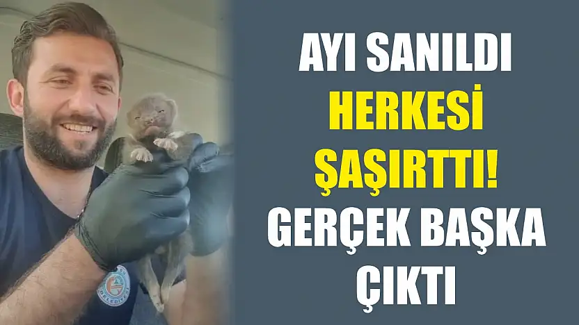 Ayı sanıldı, herkesi şaşırttı! Gerçek başka çıktı