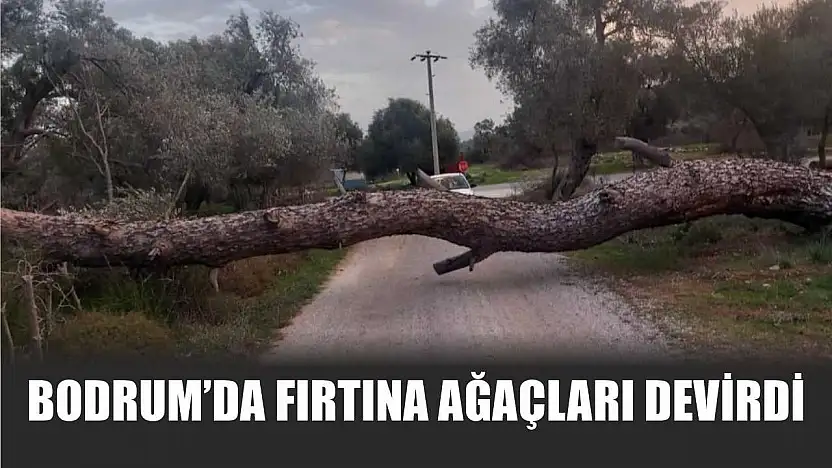 Bodrum'da fırtına ağaçları devirdi