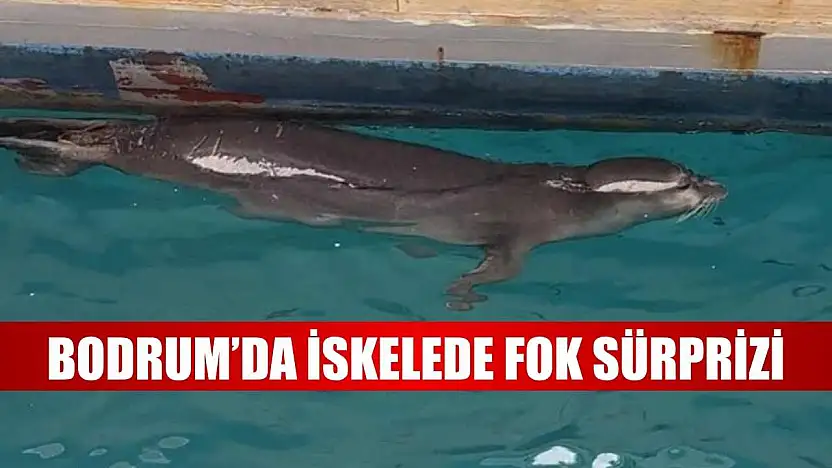 Bodrum'da iskelede fok sürprizi