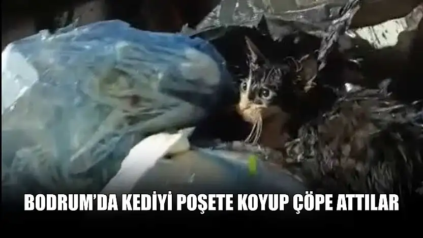 Bodrum'da kediyi poşete koyup çöpe attılar