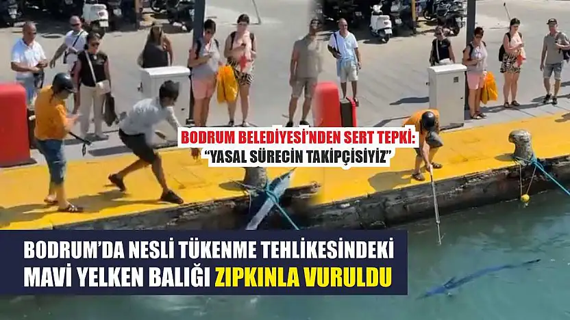 Bodrum'da Nesli Tükenme Tehlikesindeki Mavi Yelken Balığı Zıpkınla Vuruldu