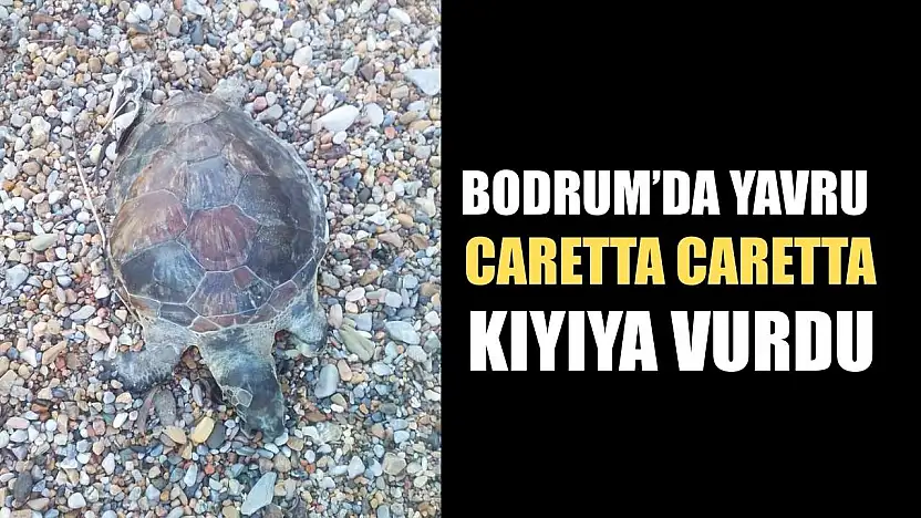 Bodrum'da yavru caretta caretta kıyıya vurdu