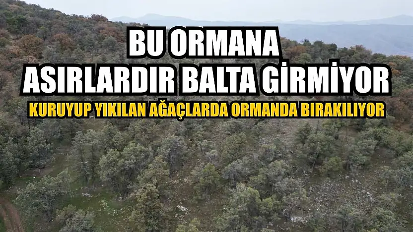 Bu ormana asırlardır balta girmiyor, kuruyup yıkılan ağaçlarda ormanda bırakılıyor