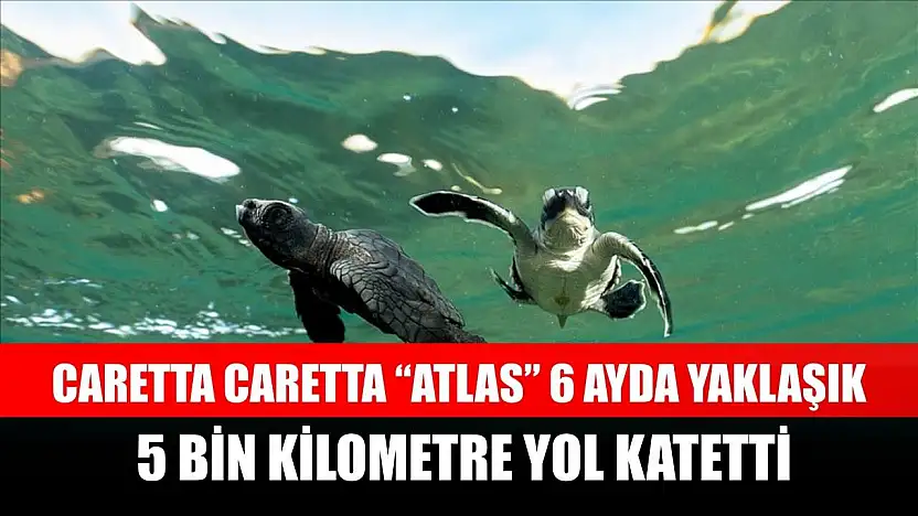 Caretta caretta 'Atlas' 6 ayda yaklaşık 5 bin kilometre yol katetti