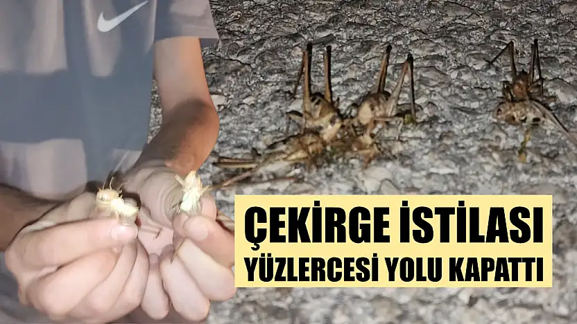 Çekirge istilası: Yüzlercesi yolu kapattı