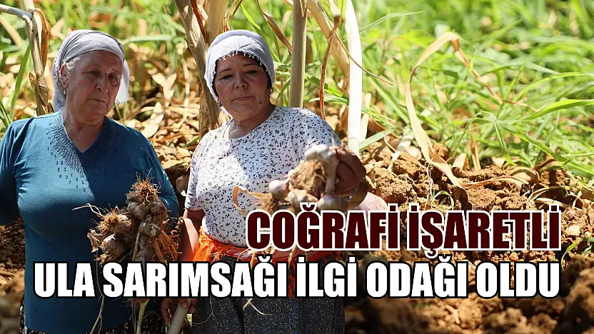 Coğrafi işaretli Ula sarımsağı ilgi odağı oldu