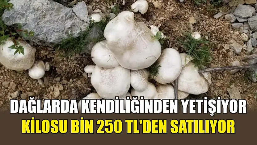 Dağlarda kendiliğinden yetişiyor, kilosu bin 250 TL'den satılıyor