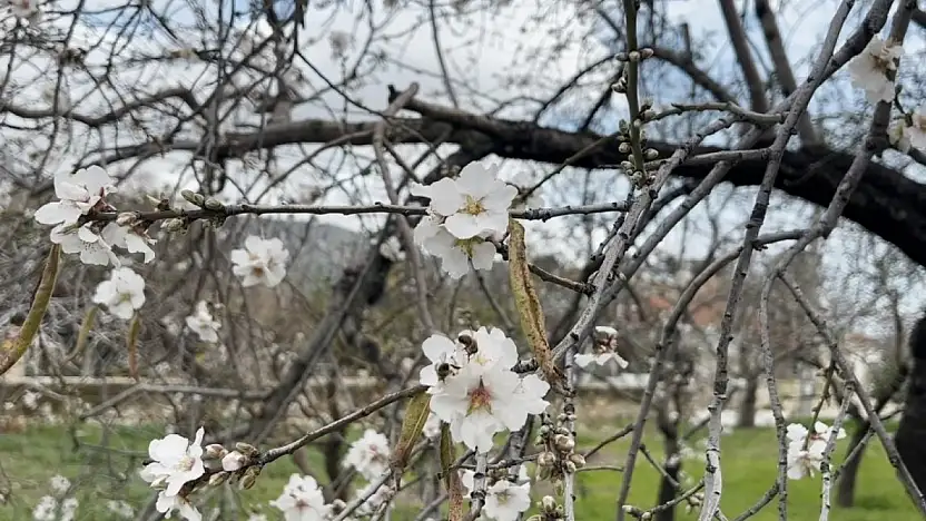 Datça'da badem ağaçları kış ortasında çiçek açtı