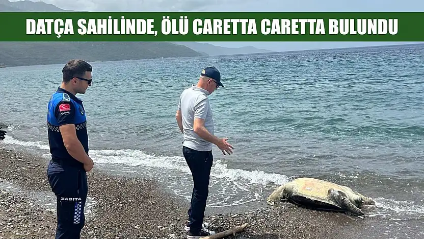 Datça sahilinde ölü caretta caretta bulundu