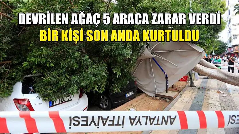 Devrilen ağaç 5 araca zarar verdi: Bir kişi son anda kurtuldu