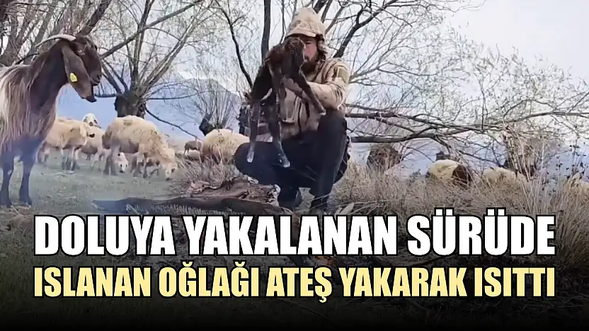 Doluya yakalanan sürüde ıslanan oğlağı ateş yakarak ısıttı