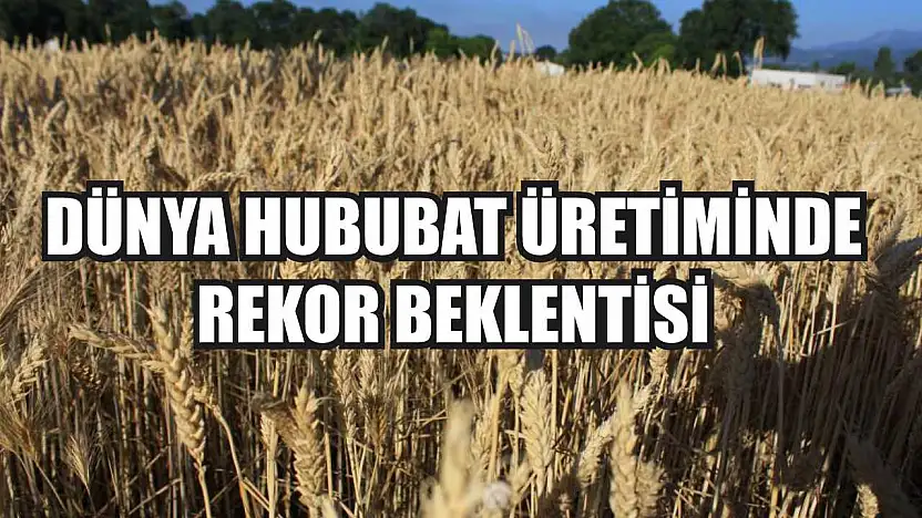 Dünya Hububat Üretiminde Rekor Beklentisi