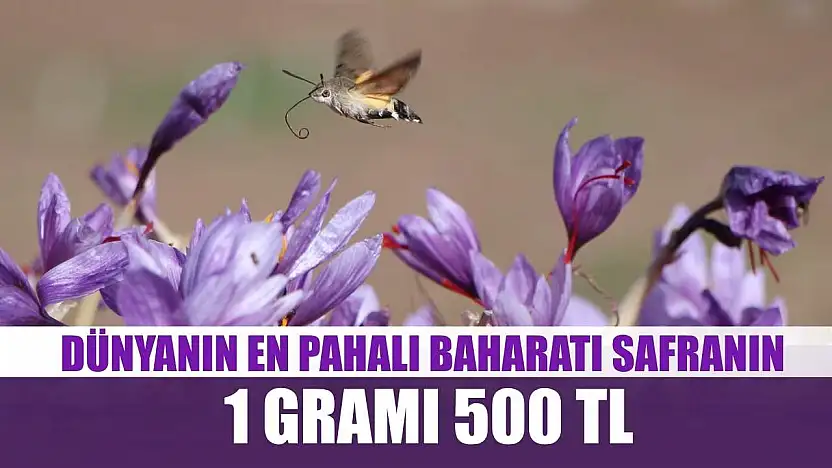 Dünyanın en pahalı baharatı safranın 1 gramı 500 TL