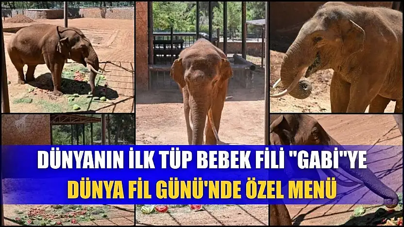 Dünyanın ilk tüp bebek fili 'Gabi'ye Dünya Fil Günü'nde özel menü