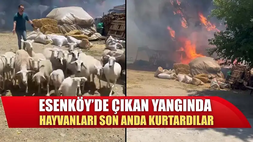 Esenköy'de Çıkan Yangında Hayvanları Son Anda Kurtardılar