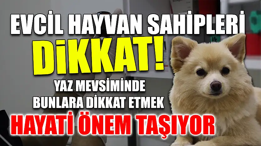 Evcil hayvan sahipleri dikkat! Yaz mevsiminde bunlara dikkat etmek hayati önem taşıyor
