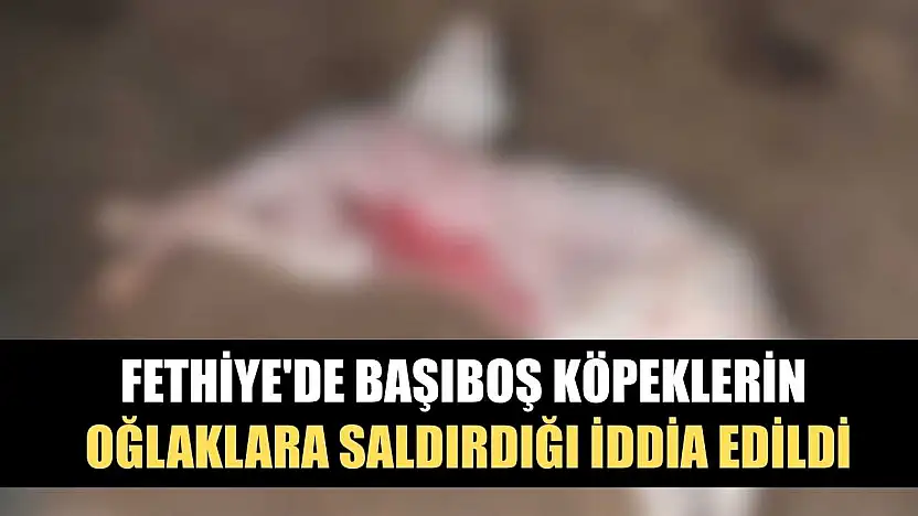 Fethiye'de başıboş köpeklerin oğlaklara saldırdığı iddia edildi