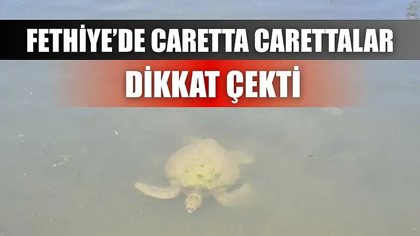 Fethiye'de Caretta Carettalar Dikkat Çekti