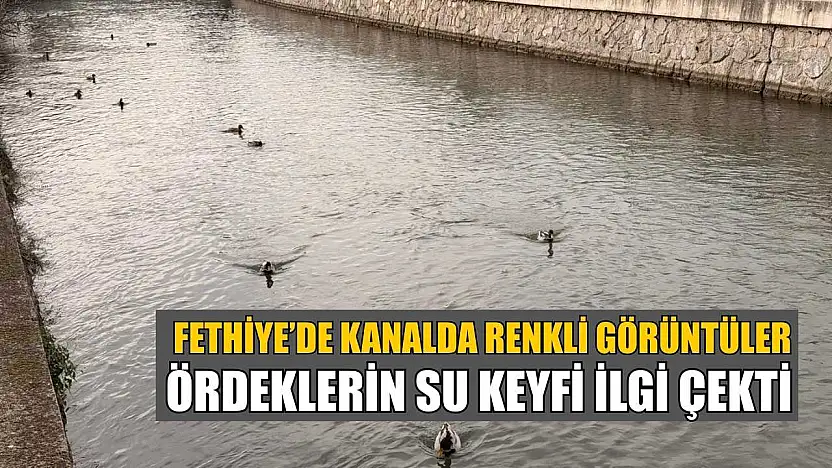 Fethiye'de kanalda renkli görüntüler: Ördeklerin su keyfi ilgi çekti
