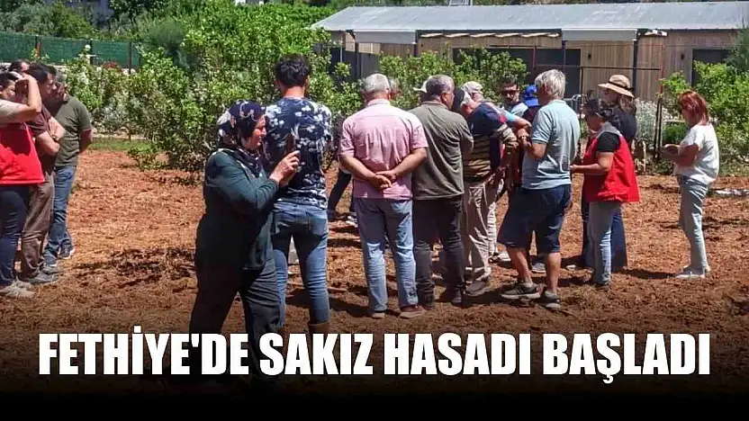 Fethiye'de sakız hasadı başladı