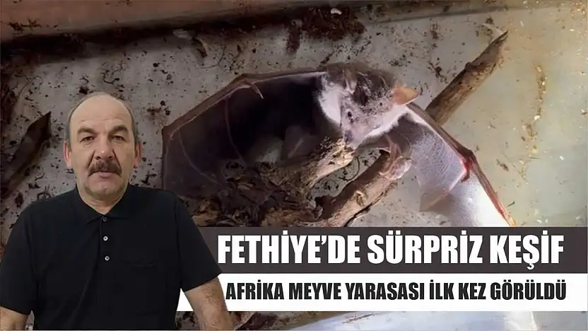Fethiye'de Sürpriz Keşif: Afrika Meyve Yarasası İlk Kez Görüldü