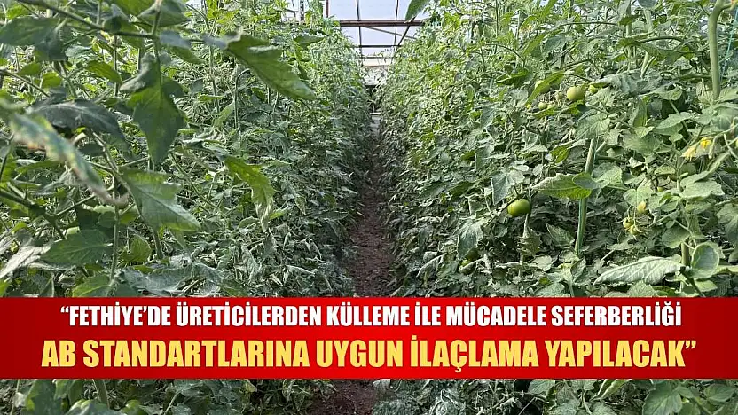 'Fethiye'de üreticilerden külleme ile mücadele seferberliği: AB Standartlarına uygun ilaçlama yapılacak'