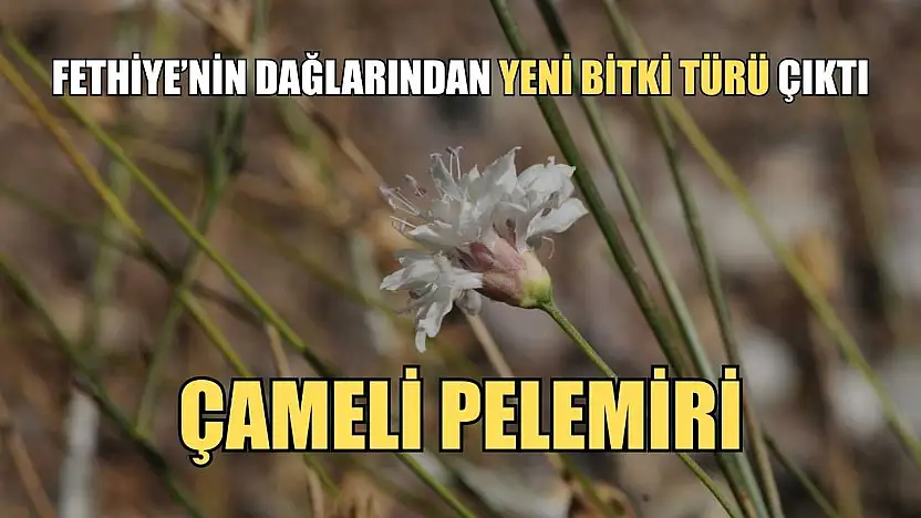 Fethiye'nin dağlarından yeni bitki türü çıktı: Çameli pelemiri