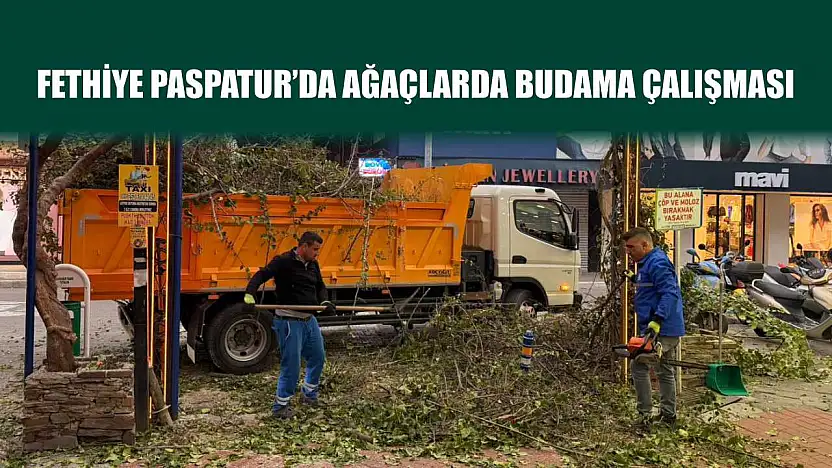 Fethiye Paspatur'da ağaçlarda budama çalışması