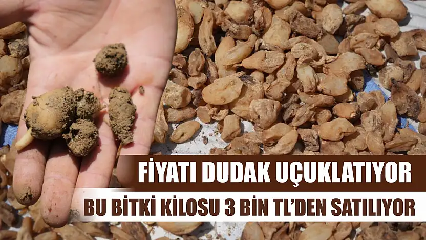 Fiyatı dudak uçuklatıyor: Bu bitki kilosu 3 bin TL'den satılıyor