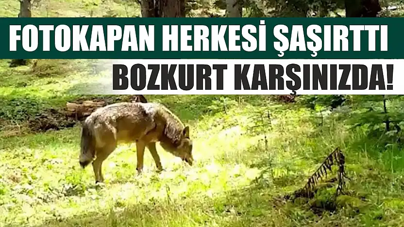 Fotokapan herkesi şaşırttı: Bozkurt karşınızda!
