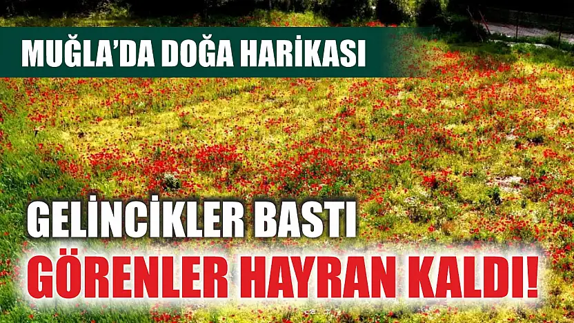 Gelincikler bastı, görenler hayran kaldı! Muğla'da doğa harikası
